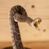 Nice Diamondback Rattlesnake Full Body Taxidermy Mount SW11158
