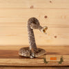 rattlesnake full body taxidermy mount for sale