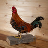Excellent Storybook Rooster Chicken Taxidermy Mount SW11160