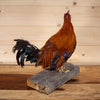 Excellent Storybook Rooster Chicken Taxidermy Mount SW11160