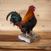 Excellent Storybook Rooster Chicken Taxidermy Mount SW11161