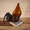 Excellent Storybook Rooster Chicken Taxidermy Mount SW11161