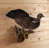 Excellent Blue Dusky Grouse Taxidermy Mount SW11162