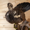 Excellent Blue Dusky Grouse Taxidermy Mount SW11162