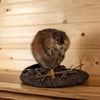 Excellent Muskrat Full Body Taxidermy Mount SW11163