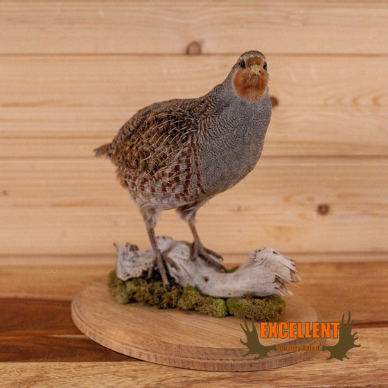 hungarian partridge taxidermy mount for sale