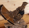 Excellent Ruffed Grouse Perched Taxidermy Mount SW11165
