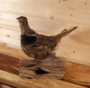 Excellent Ruffed Grouse Perched Taxidermy Mount SW11165
