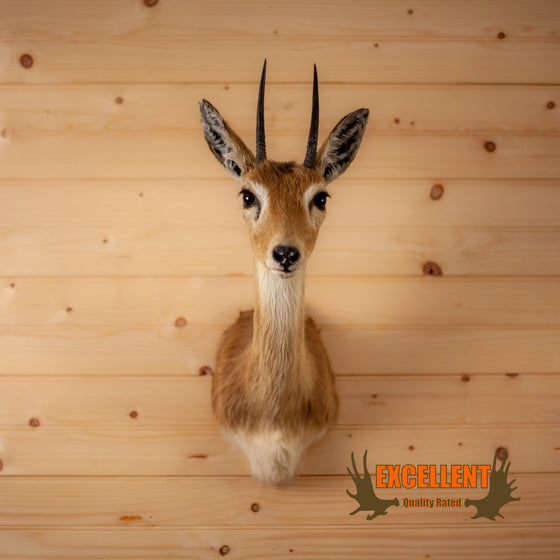 oribi african taxidermy shoulder mount for sale