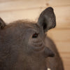 Excellent African Warthog Taxidermy Shoulder Mount SW11171