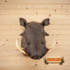 warthog taxidermy shoulder mount for sale