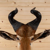 Excellent African Lichtenstein's Hartebeest Taxidermy Shoulder Mount SW11173