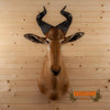 lichtenstein's hartebeest african taxidermy shoulder mount for sale