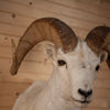 Excellent Alaskan Dall Sheep Taxidermy Mount SW11174
