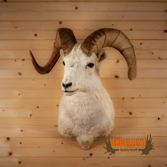 alaskan dall sheep taxidermy shoulder mount for sale