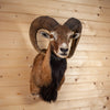 Excellent Mouflon Sheep Taxidermy Shoulder Mount SW11175