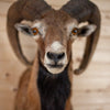 Excellent Mouflon Sheep Taxidermy Shoulder Mount SW11175