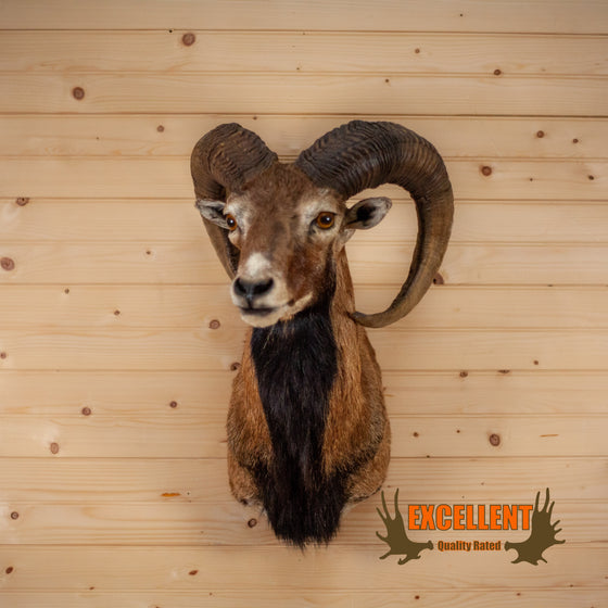 mouflon sheep ram taxidermy shoulder mount for sale