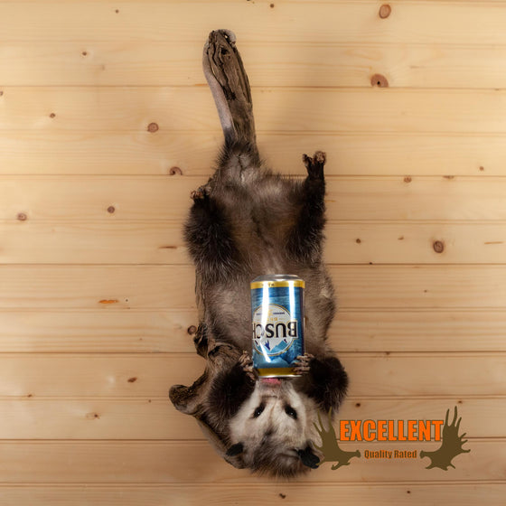 opossum drinking beer full body taxidermy for sale