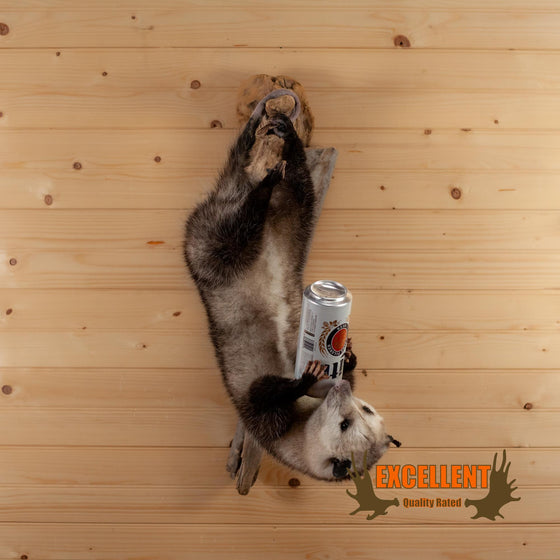 opossum drinking full body taxidermy mount for sale