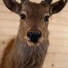Premier Sika Deer Taxidermy Shoulder Mount SW11178