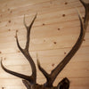 Premier Sika Deer Taxidermy Shoulder Mount SW11178
