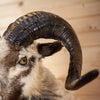 Premier Corsican Sheep Taxidermy Shoulder Mount SW11179