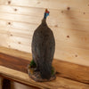 Excellent Helmeted Guinea Fowl Taxidermy Mount SW11180