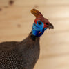 Excellent Helmeted Guinea Fowl Taxidermy Mount SW11180