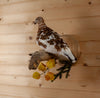 Excellent Perched Ptarmigan in Fall Plumage Taxidermy Mount SW11181