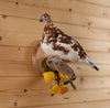 Excellent Perched Ptarmigan in Fall Plumage Taxidermy Mount SW11181