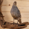 Excellent Perched Scaled Quail Taxidermy Mount SW11182