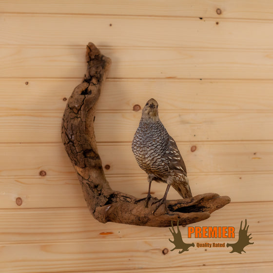 scaled quail taxidermy mount for sale