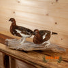 ptarmigan pair fall plumage taxidermy mount for sale