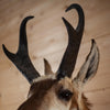 Excellent Pronghorn Antelope Taxidermy Shoulder Mount SW11184