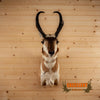 pronghorn antelope taxidermy shoulder mount for sale