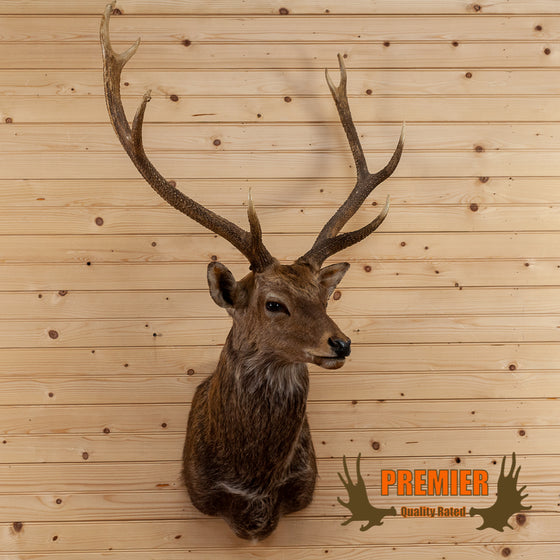 sika deer buck taxidermy shoulder mount for sale