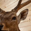 Premier Sika Deer Taxidermy Shoulder Mount SW11185
