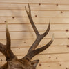 Premier Sika Deer Taxidermy Shoulder Mount SW11185