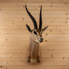 Excellent Grant's Gazelle Taxidermy Shoulder Mount SW11186