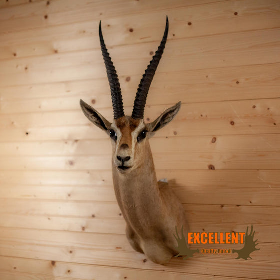 grant's gazelle african taxidermy shoulder mount for sale