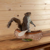 Squirrel Paddling a Canoe Taxidermy Mount SW11190