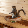 Squirrel Paddling a Canoe Taxidermy Mount SW11190