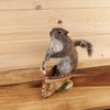 Squirrel Paddling a Canoe Taxidermy Mount SW11191
