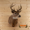 whitetail buck taxidermy shoulder mount for sale