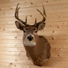Excellent Eight Point Whitetail Buck Taxidermy Mount SW11194
