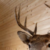 Excellent Eight Point Whitetail Buck Taxidermy Mount SW11194