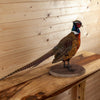 Excellent Perched Ringneck Pheasant Taxidermy Mount SW11196