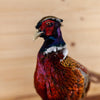 Excellent Perched Ringneck Pheasant Taxidermy Mount SW11196