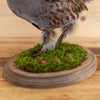 Excellent Hungarian Partridge Taxidermy Mount SW11197